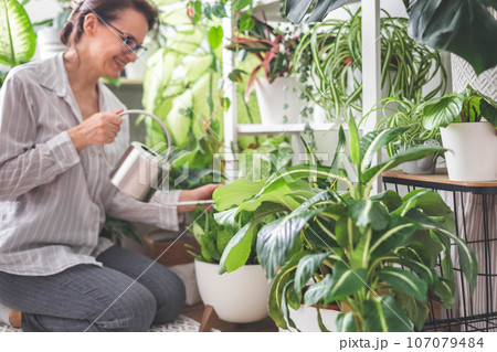 A young woman enjoys caring for flowers. Watering indoor plants and admiring them. A young woman enjoys caring for flowers. Watering indoor plants and admiring them. 107079484