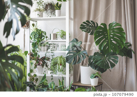 Houseplant domestic jungle garden organization fresh natural plant pots variegated monstera at room. Copy space. Houseplant domestic jungle garden organization fresh natural plant pots variegated monstera at room. Copy space. 107079490