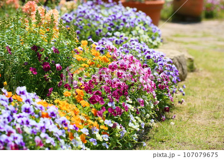 ビオラの花壇 107079675