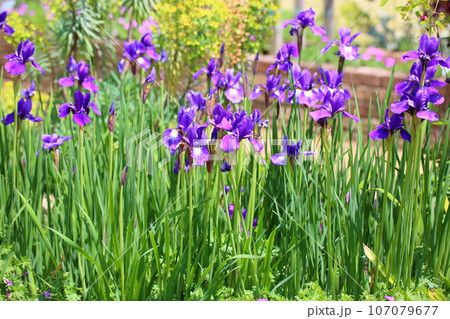 アヤメの花　ブルーパープル 107079677