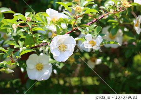 バラの花　ナニワイバラ 107079683