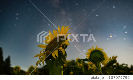 ひまわりと星空 107079796