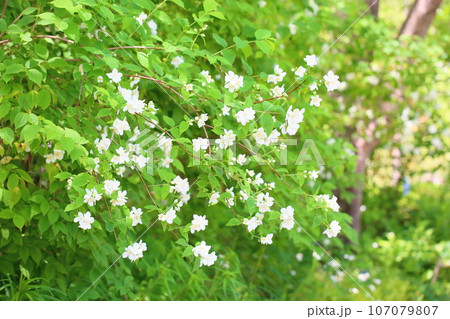 バイカウツギの花 バイカウツギの花 107079807