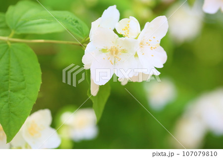 バイカウツギの花 107079810