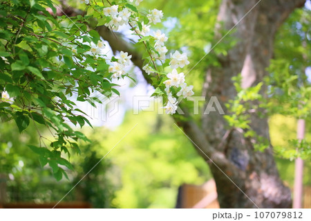 バイカウツギの花 バイカウツギの花 107079812