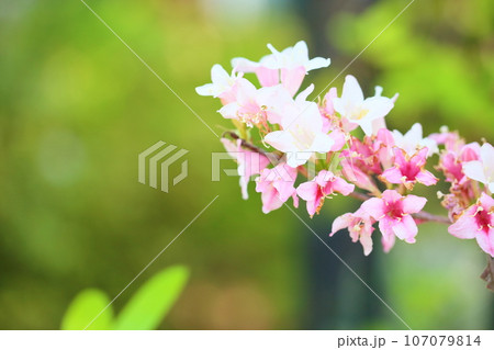 オオベニウツギの花 オオベニウツギの花 107079814