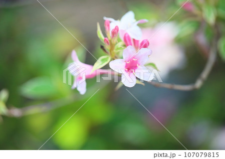 オオベニウツギの花 オオベニウツギの花 107079815