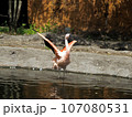 水辺で羽ばたくフラミンゴ 107080531