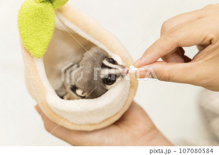 モモンガにおやつ(マシュマロ)をあげる女性手元 モモンガにおやつ(マシュマロ)をあげる女性手元 107080584