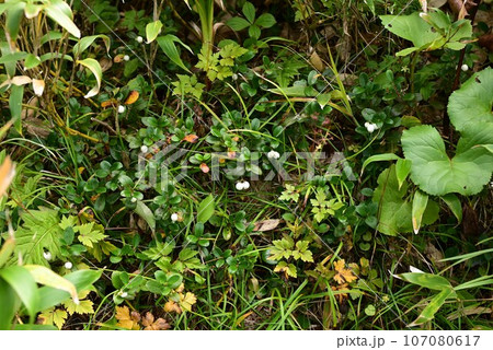 八幡平の植物  シラタマノキ 107080617