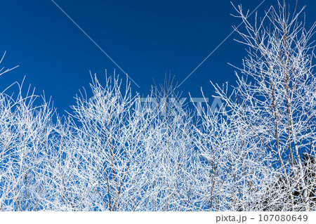 霧氷、青空に映える 107080649