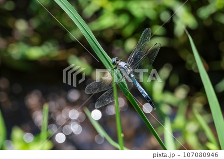 田んぼの水路に伸びた稲の葉にとまるシオカラトンボ 107080946