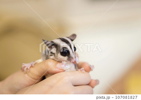 モモンガを捕まえる(持つ)女性手元　 107081827
