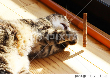 またたびの小枝を取り逃がす猫アメリカンショートヘアブラウンタビー 107081898