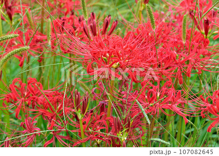 彼岸花 107082645