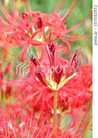 彼岸花 107082652