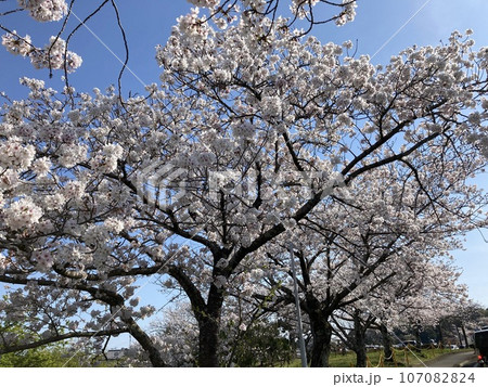 良く晴れた春の桜の木 107082824
