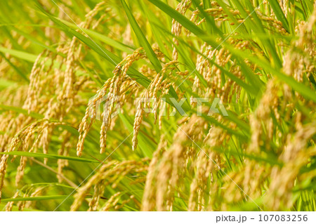 黄金色に実った稲穂　秋　9月 107083256