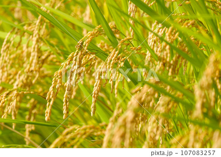 黄金色に実った稲穂　秋　9月 107083257