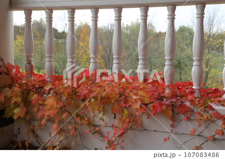 紅葉の公演 107083486