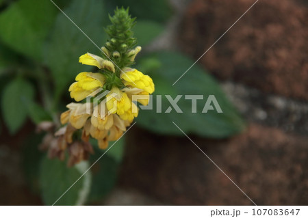 Yellow flowers blooming on inflorescence. 107083647