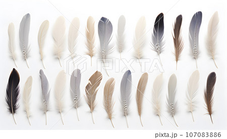 Feather set. feather collection on white...のイラスト素材 [107083886] - PIXTA