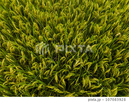 Rice grain growing in autumn field Rice grain growing in autumn field 107083928