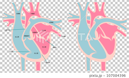 Cross section of heart 107084396