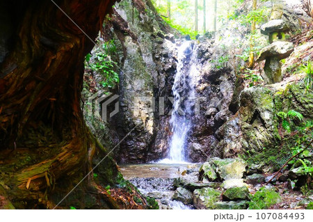 毛呂山町の獅子ヶ滝を岩に根を張る杉の大木越しに見た風景 107084493
