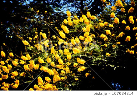 エジプトに咲く花々 107084814