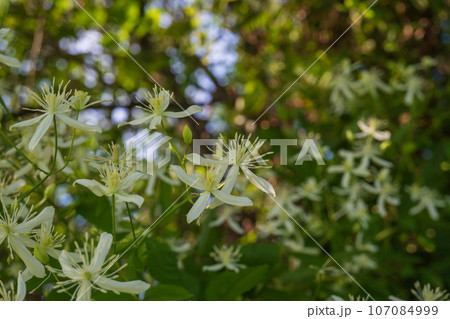 センニンソウ／上向きに咲く夏の白い花／野草・薬草 107084999