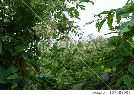 センニンソウの実／野草・薬草 107085002