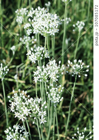 白い可憐な花を咲かせるニラが畦道に群生していている 107085172
