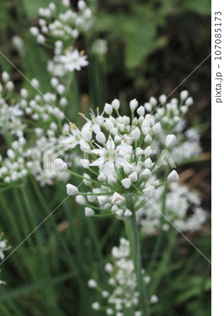 白い可憐な花を咲かせるニラが畦道に群生していている 107085173