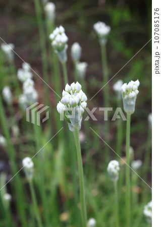 白い可憐な花を咲かせるニラが畦道に群生していている 白い可憐な花を咲かせるニラが畦道に群生していている 107085176