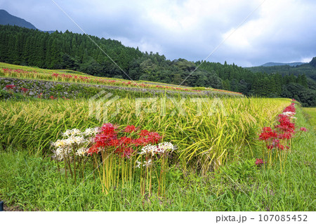 日南市坂元の棚田 107085452