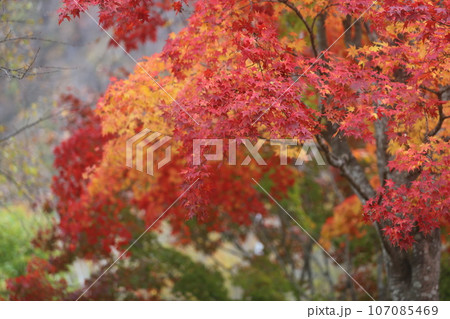 北海道の紅葉 107085469