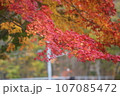 北海道の紅葉 107085472