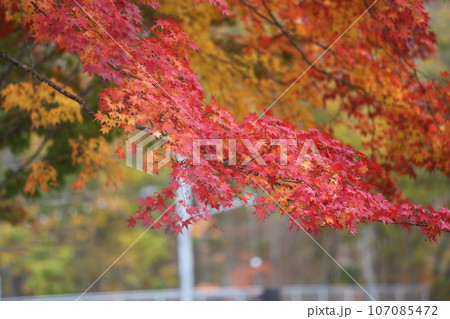 北海道の紅葉 107085472
