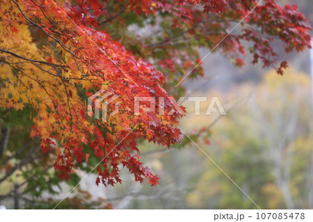 北海道の紅葉 107085478