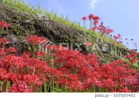 日南市坂元の棚田 107085482