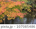 北海道の紅葉 107085486