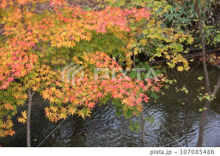 北海道の紅葉 北海道の紅葉 107085486