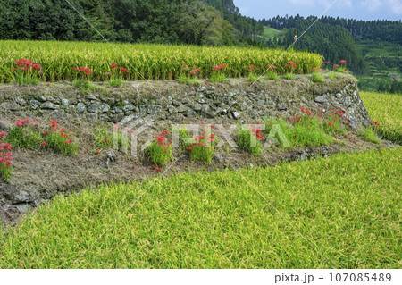 日南市坂元の棚田 107085489