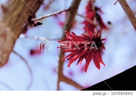 エジプトに咲く樹木の花 エジプトに咲く樹木の花 107085603