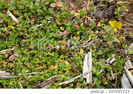 八幡平の植物 アカモノ  107085725