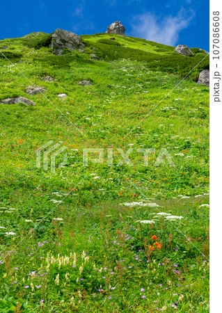 白馬大雪渓上部のお花畑 白馬大雪渓上部のお花畑 107086608