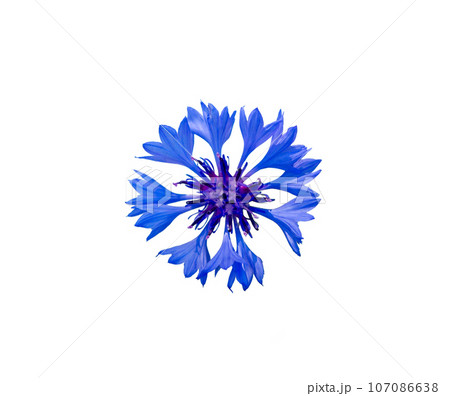 Close up of blue cornflower flower isolated on white. 107086638
