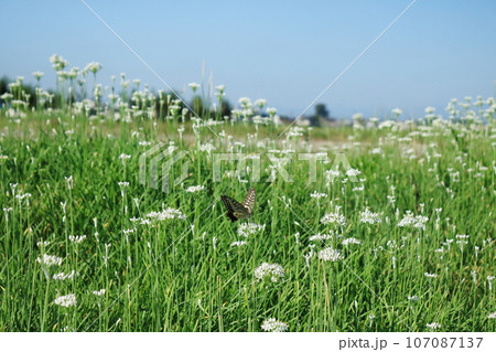 アゲハ蝶がニラの花の蜜を吸っている アゲハ蝶がニラの花の蜜を吸っている 107087137