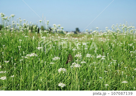 アゲハ蝶がニラの花の蜜を吸っている 107087139